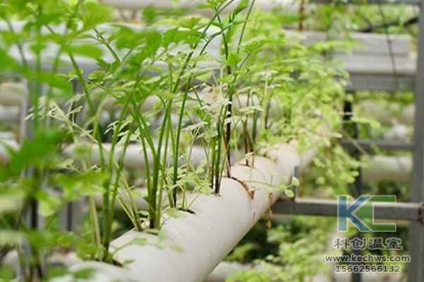 無土栽培，無土栽培技術，無土栽培設備