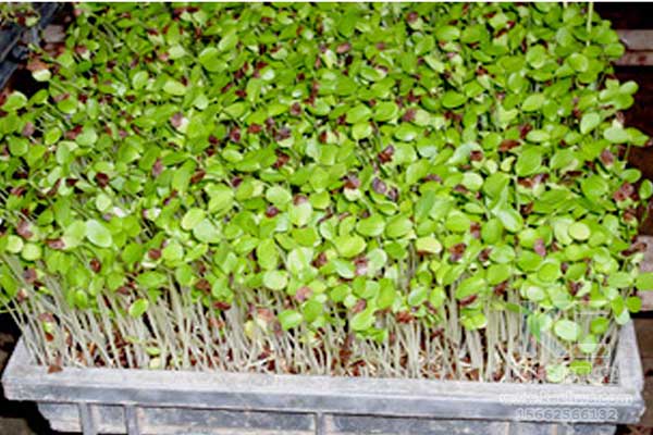 無土栽培，無土栽培技術，無土栽培設備