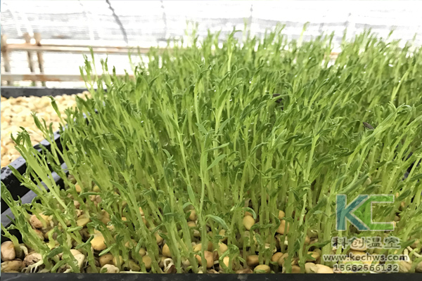 無(wú)土栽培,無(wú)土栽培技術(shù),無(wú)土栽培設(shè)備