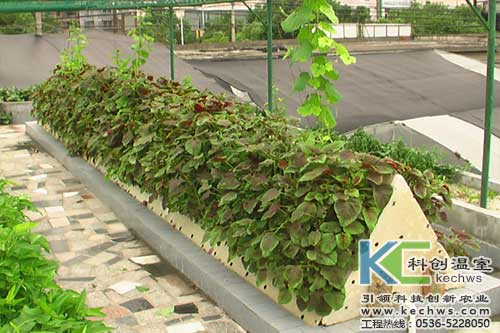 無(wú)土栽培,無(wú)土栽培技術(shù),無(wú)土栽培設(shè)備