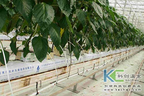 無土栽培，無土栽培技術(shù)，無土栽培設(shè)備