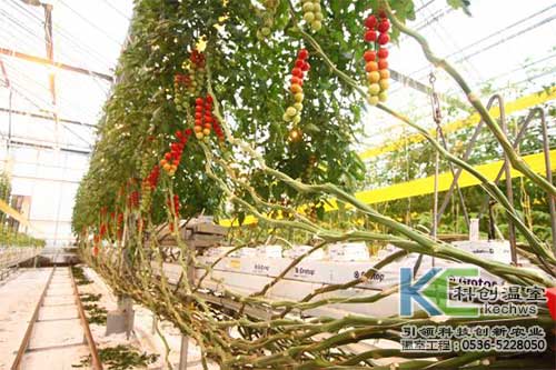 無土栽培，無土栽培技術，無土栽培設備