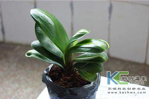 無(wú)土栽培，無(wú)土栽培技術(shù)，無(wú)土栽培設(shè)備