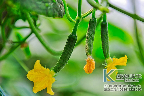 無土栽培，無土栽培技術，無土栽培設備