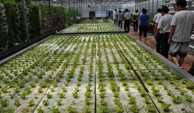 無土栽培，無土栽培技術(shù)，無土栽培設(shè)備