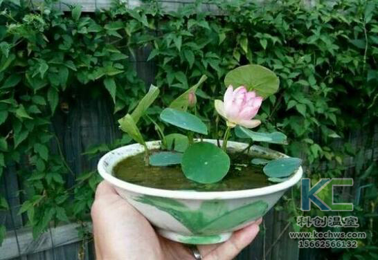 無土栽培，無土栽培技術，無土栽培設備