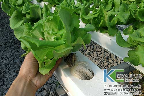 無土栽培，無土栽培技術，無土栽培設備