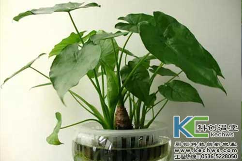 無土栽培，無土栽培技術，無土栽培設備