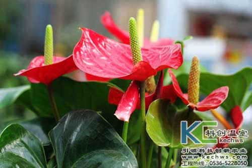 無土栽培，無土栽培技術，無土栽培設備