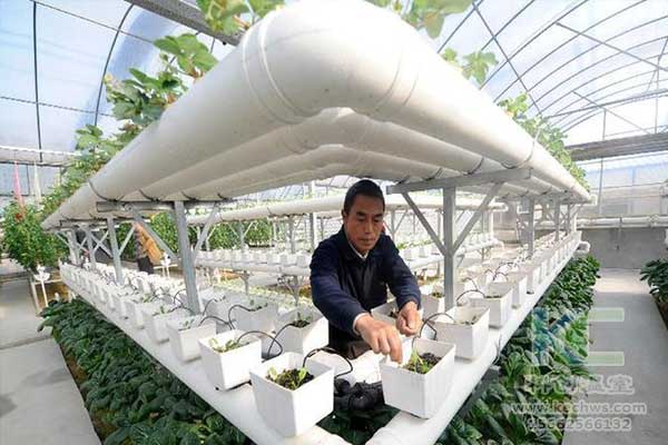 無土栽培，無土栽培技術(shù)