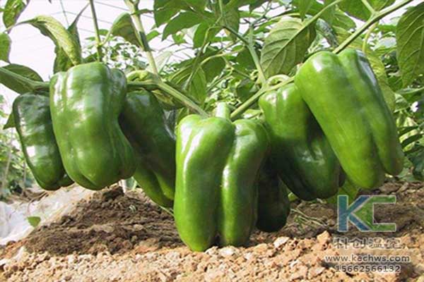 無土栽培，無土栽培技術