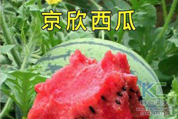 無土栽培，無土栽培技術，無土栽培設備