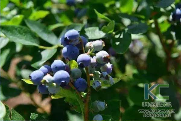 無土栽培，無土栽培技術，無土栽培設備