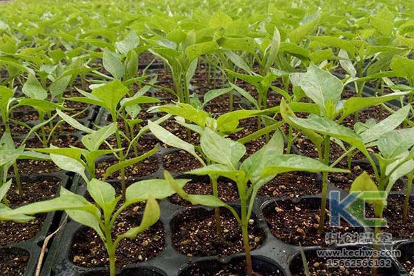 無土栽培，無土栽培技術，無土栽培設備