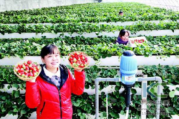 無土栽培，無土栽培技術(shù)，無土栽培設(shè)備