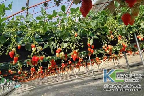 無土栽培，無土栽培技術(shù)，無土栽培設(shè)備