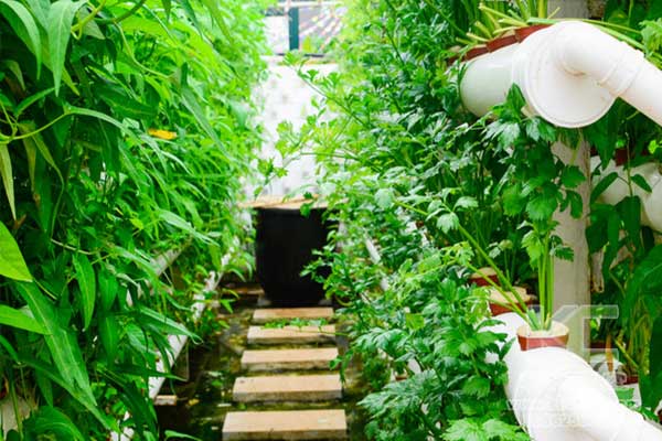 無土栽培，無土栽培技術(shù)，無土栽培設(shè)備