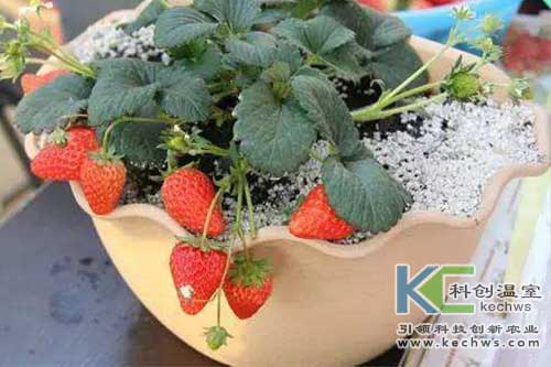 無(wú)土栽培,無(wú)土栽培技術(shù),無(wú)土栽培設(shè)備