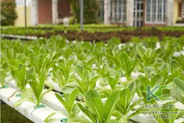 無土栽培，無土栽培技術，無土栽培設備