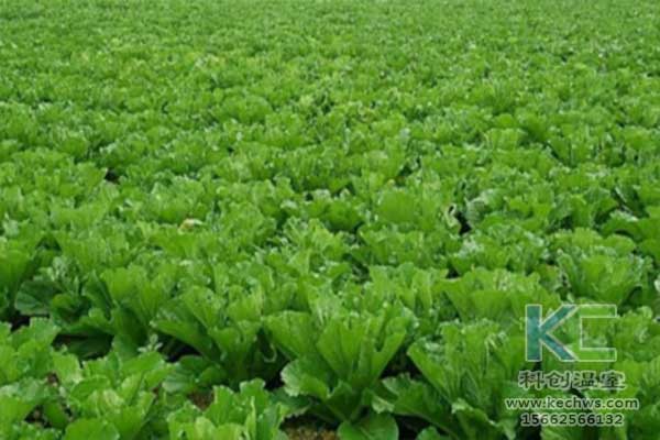 無(wú)土栽培，無(wú)土栽培技術(shù)，無(wú)土栽培設(shè)備