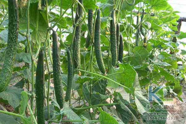 無土栽培，無土栽培技術(shù)，無土栽培設(shè)備