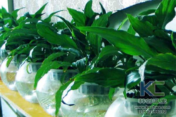 無土栽培，無土栽培技術，無土栽培設備