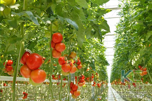 無土栽培，無土栽培技術