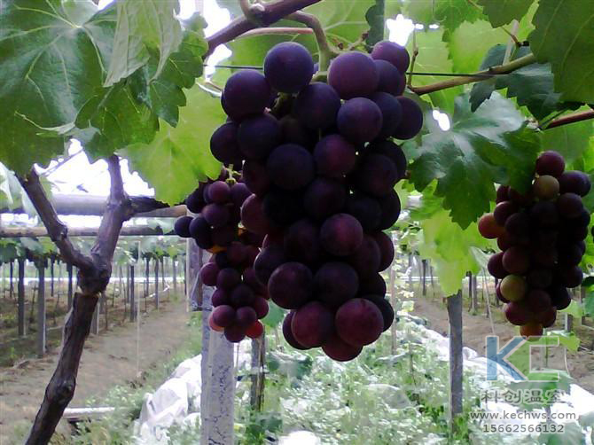 無土栽培，無土栽培技術，無土栽培設備