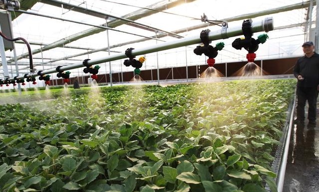 無土栽培,無土栽培技術,無土栽培設備