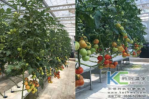 箱式無土栽培，無土栽培