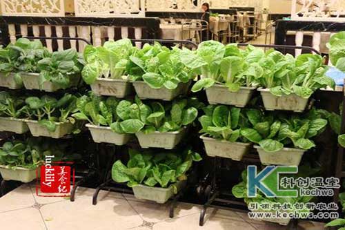 無土栽培，無土栽培技術，無土栽培設備