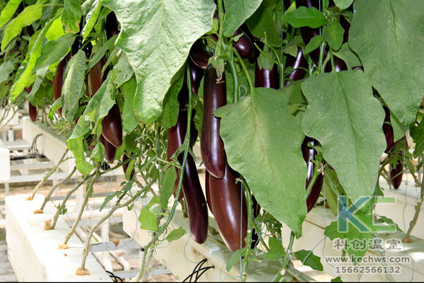 無土栽培，無土栽培技術，無土栽培設備