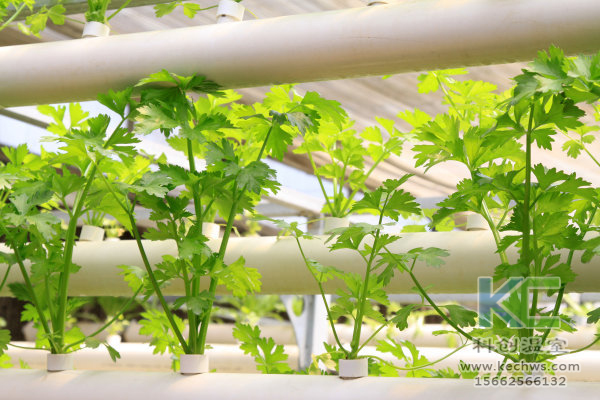 無土栽培，無土栽培技術(shù)，無土栽培設(shè)備，溫室大棚
