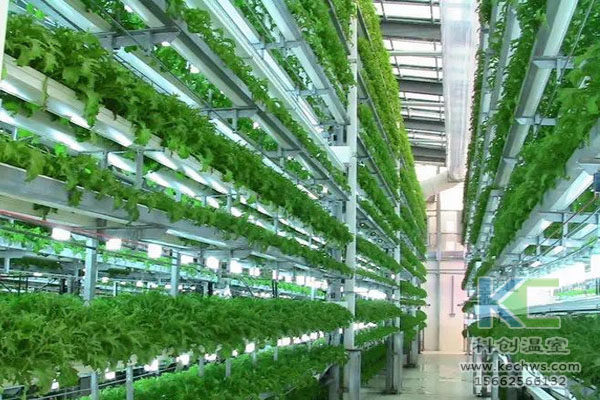 無土栽培,無土栽培技術,溫室大棚,無土栽培蔬菜
