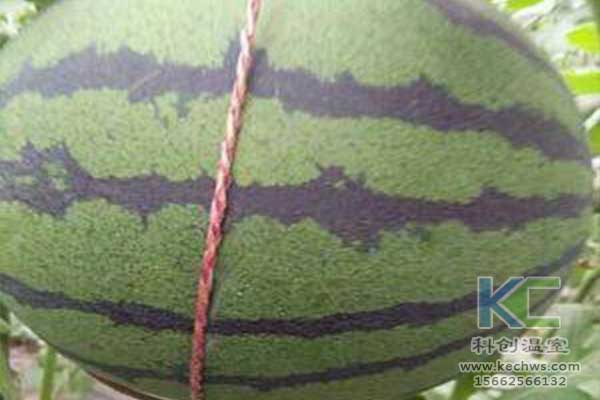 無土栽培，無土栽培技術，無土栽培設備