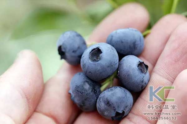 無土栽培，無土栽培技術，無土栽培設備