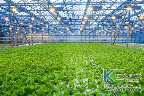 無土栽培,水培,營養液