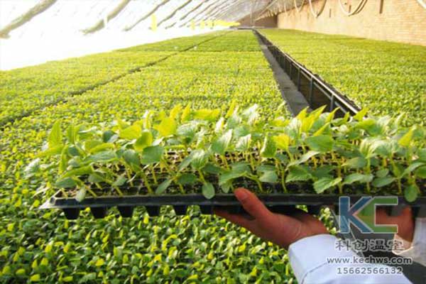 無土栽培，無土栽培技術，無土栽培設備