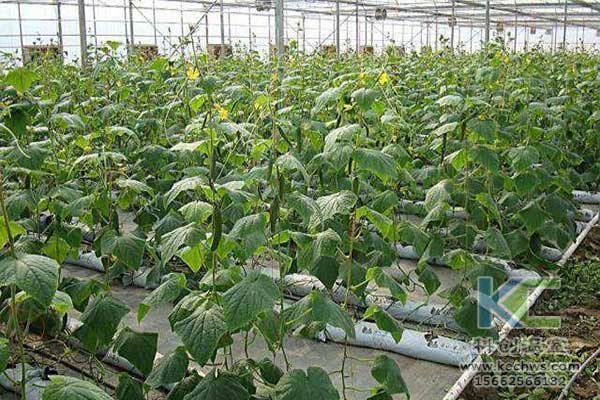 無土栽培，無土栽培技術(shù)，無土栽培設(shè)備