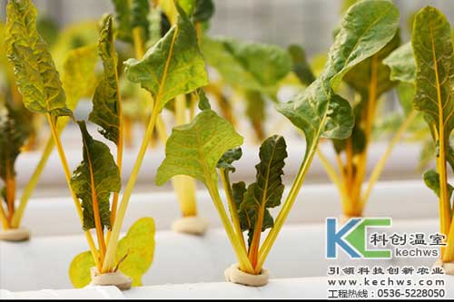 無土栽培，無土栽培技術，無土栽培設備