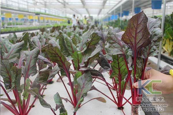 無土栽培，無土栽培技術(shù)，無土栽培設(shè)備