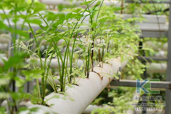 無土栽培，無土栽培技術