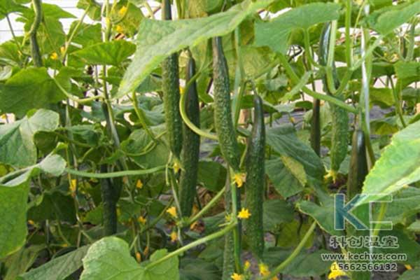 無土栽培，無土栽培技術(shù)，無土栽培設(shè)備