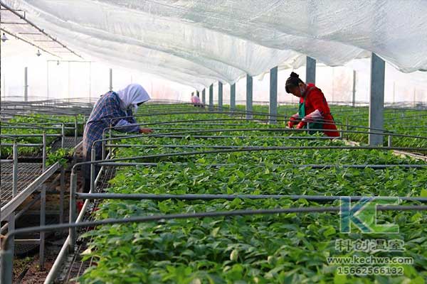無土栽培，無土栽培技術，無土栽培設備