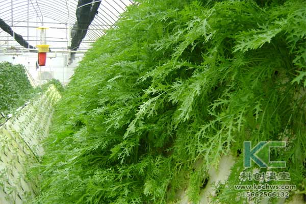 無土栽培，無土栽培技術，無土栽培設備