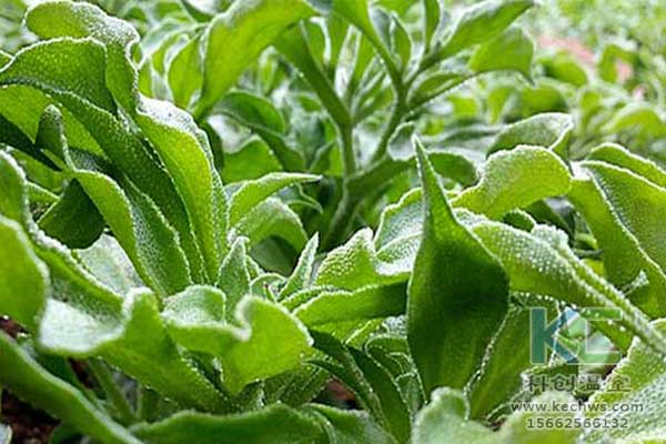 無土栽培,無土栽培技術,無土栽培設備