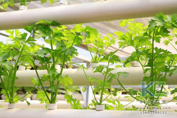 無土栽培，無土栽培技術，蔬菜栽培