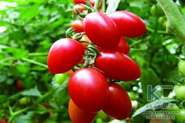 無(wú)土栽培技術(shù)，蔬菜大棚建設(shè)，溫室大棚，無(wú)土栽培