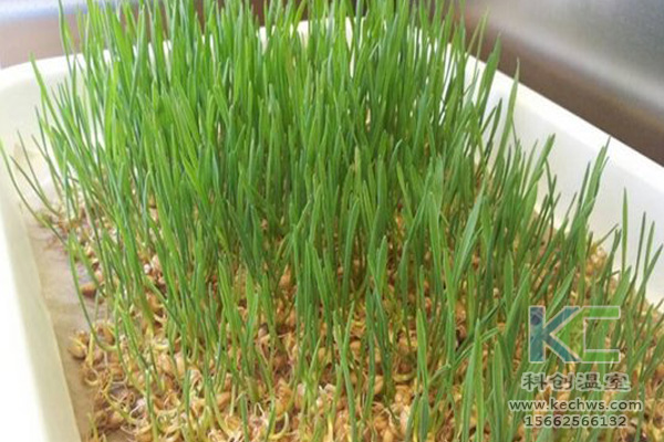 蔬菜無土栽培，無土栽培技術，無土栽培設備，無土栽培