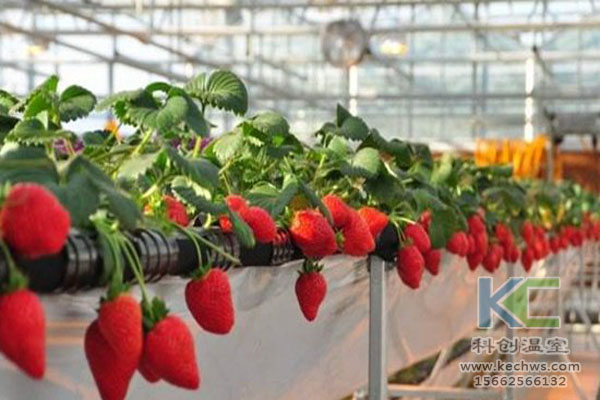 無土栽培，無土栽培技術(shù)，無土栽培設備